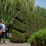 Hedge Trimming in Auckland: How to Maintain Healthy and Well-Shaped Hedges?